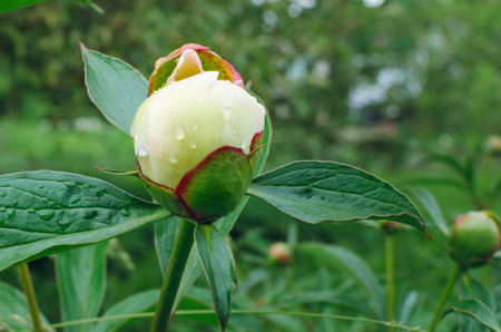 A white peony bud under raindrops grows in the garden.の写真素材