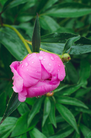 Beautiful pink peony with raindrops. Close-up, vertical photograph.の写真素材