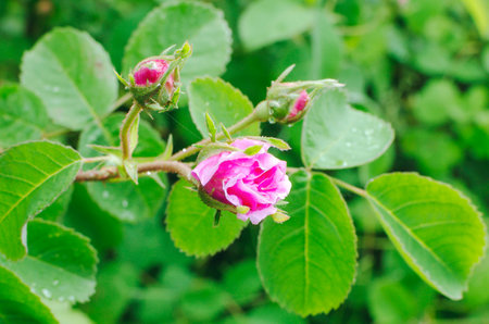 Garden with pretty pink rose hip flowers. Close-up, selective focus.の写真素材