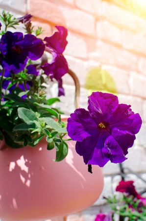 Ruellia humilis, Petunia, purple flowers against a blurred background of greenery. plants, nature. focus on the front flowerの写真素材