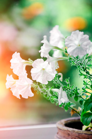 Petunia flowers. The plant is bright in the garden and blooming flowers of petunias.の写真素材