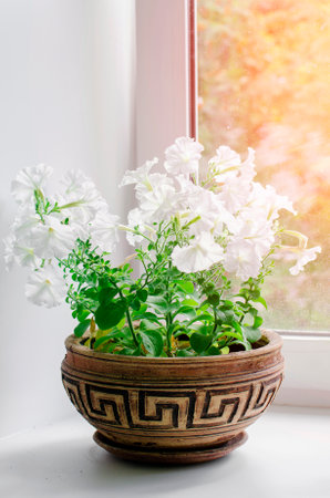 White petunia flowers grow in a clay pot on the windowsill. Vertical photography.の写真素材