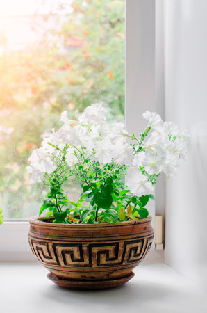 White petunia flowers grow in a beautiful clay pot on the windowsill. Natural background, sunlight.の写真素材