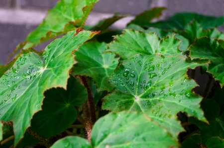 Begonia heracleifolia green leaf, close-upの写真素材
