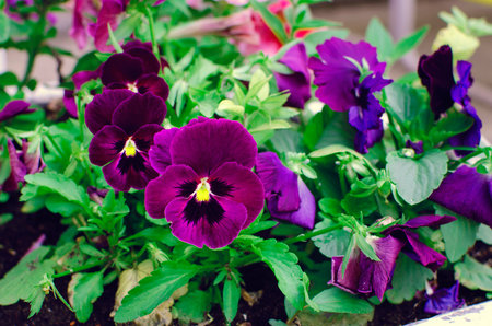 Beautiful pansy flowers. Spring flowers (garden pansies) on a sunny day in green background.の写真素材