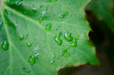 Water drops on a green leaf, close-up.の写真素材