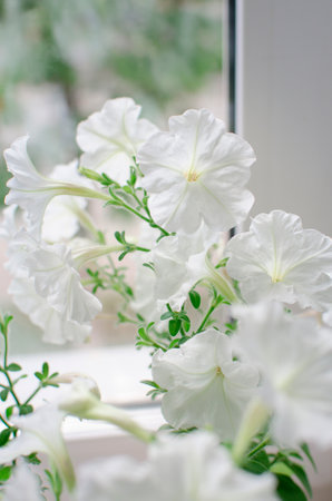 Delicate white petunia flower. White petunia flowers. Vertical photography.の写真素材