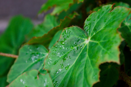 Close up water drop on leaves with sunlight in blur background, Begonia heracleifolia, close-up.の写真素材
