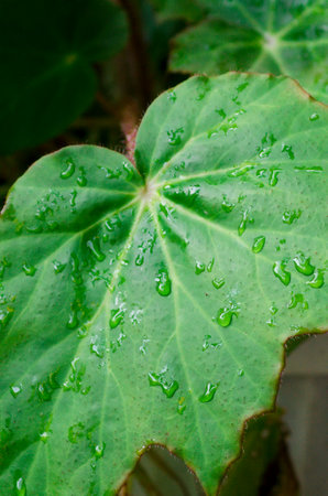 Water drops on a green leaf, close-up. Vertical photography.の写真素材