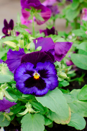 Pansy flowers or spring garden viola tricolor in spring garden. Gardening, landscape design, gardening with annual plants. Vertical Photograph.の写真素材