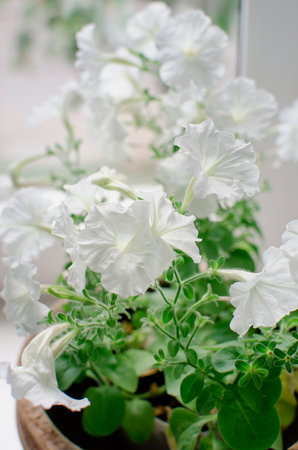 Beautiful white petunia flowers in the in a clay pot on the windowsill. Close-up, vertical photograph.の写真素材