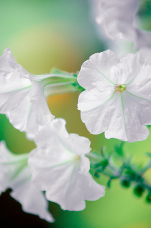 White petunia flowers, close-up, selective focus. Vertical photography.の写真素材