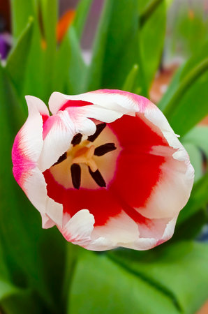 Beautiful tulip flower close up. Vertical background.の写真素材