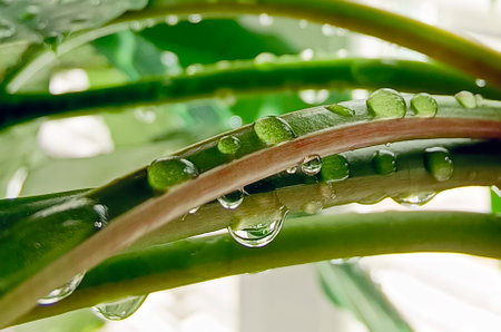 Drops of water on green leaves of a plant. Close-up, selective focus. Beautiful natural background.の写真素材