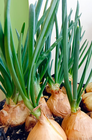 green onions growing on the windowsill. Vertical photography.の写真素材