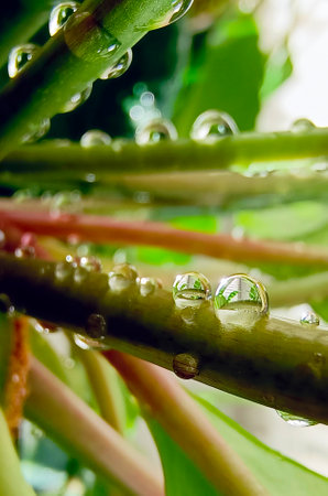 Close-up of green leaves of a plant with water drops. Vertical photography.の写真素材