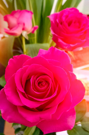 Pink roses flowers close-up background. Beautiful floral natural background.の写真素材
