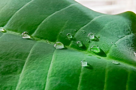 Transparent drops of water on a green leaf. Macro photography. Beautiful natural background.の写真素材