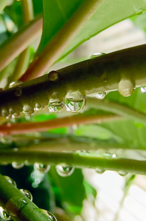 Beautiful indoor plant with water drops. Macro photography, vertical natural background.の写真素材