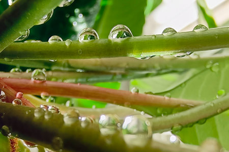raindrops on fresh green leaves. Macro shot of water droplets on leaves. Waterdrop on green leaf after a rain.の写真素材