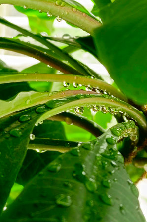 Close up of water drop on green leaves after a rain. Macro photography, vertical natural background.の写真素材