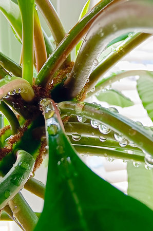 Drops of water on green leaves of a plant. Close-up, macro, selective focus. Beautiful natural...