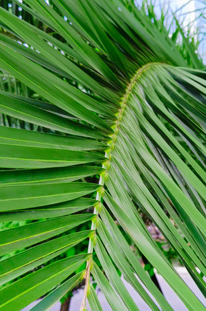 Green leaf of coconut tree close up, macro photography. Vertical photography.