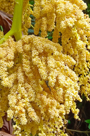 yellow palm flower on palm branch. Vertical photography. Close-up, macro photography.の写真素材