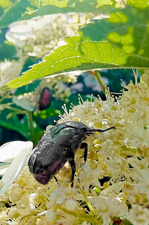 beautiful golden bronze beetle with raindrops in White flower petals. Vertical photography.の写真素材