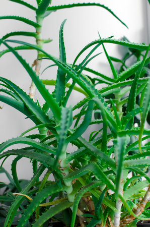 House plants on a windowsill and white wooden commode. Indoor plant at home. Selective focus. aloe vera growing on windowsill.の写真素材