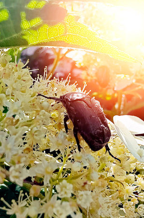 colorful beetle on blooming white flowers (cetonia aurata)の写真素材