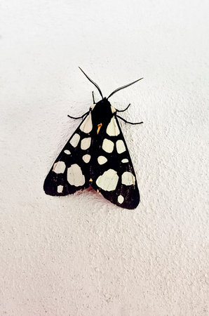 A nocturnal moth sits on a white wall, close-up.の写真素材