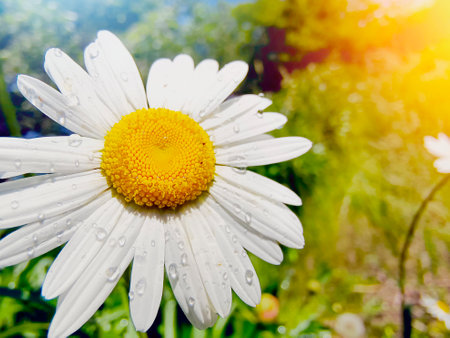 Wildflower daisies. Summer landscape. white chamomile flowersの写真素材