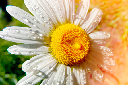 daisy flower with water drops - daisy flower close up - flower. Beautiful sunlight, natural vertical background.の写真素材