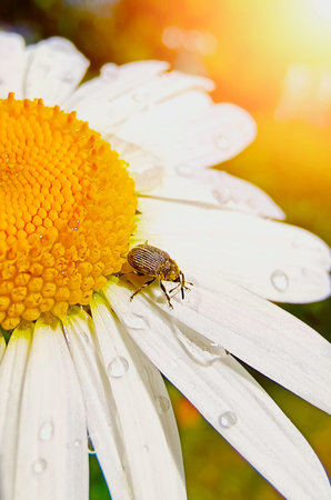 Insect, garden bug crawling on a white chamomile flower close-up. Vertical photography.