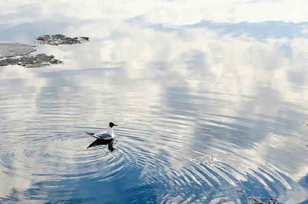 The black-headed gull swims in the river in spring.の写真素材