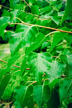 Close-up green birch leaves. Beautiful natural background. Vertical photo.の写真素材