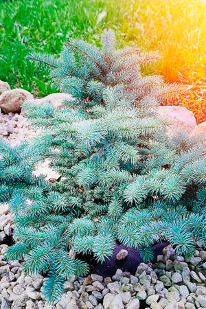 A young blue spruce grows in a garden. Close-up, vertical photo.の写真素材