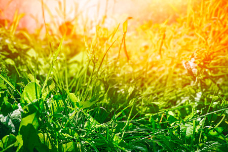 Green grassland landscape in summertime, wallpaper.の写真素材