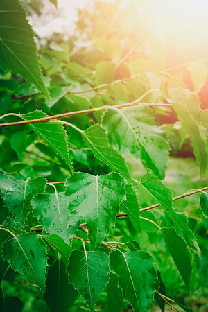 Natural background with birch leaves. Vertical photo.