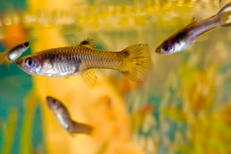 Little fish in fish tank or aquarium guppy with green plant, underwater life concept.の写真素材