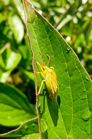 Green shield bug, stage nymph (Palomena prasina) on a green leaf. Close-up, selective focus, vertical photo.の写真素材