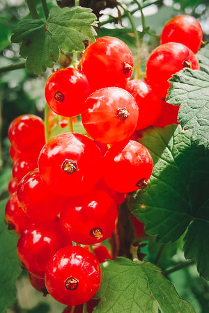 branch of ripe red currant in a garden on green background