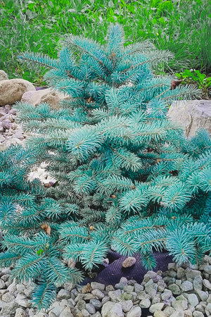 A young blue spruce grows in the garden.の写真素材