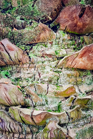 Palm tree bark tropical texture. Cracked wood texture background. Closeup palm bark. Texture and...