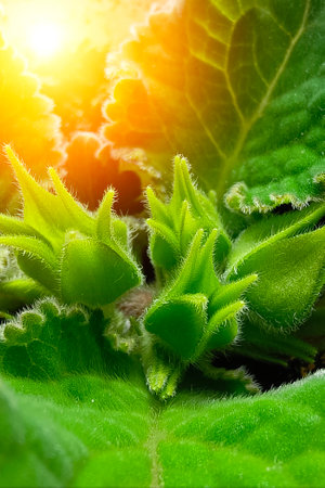 Young shoots of glaxinia, flower buds. Close-up, selective focus. Vertical photo.の写真素材