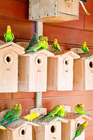 Budgies in decorative environment playing, eating and cuddling. Parakeets in powerful colors. the small birds are very affectionate and curious.の写真素材