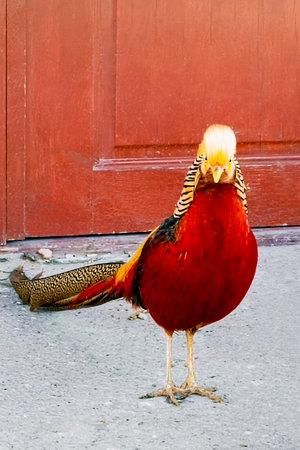 The golden pheasant, also known as the Chinese pheasant, and rainbow pheasant, is a gamebird of the...