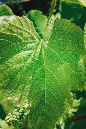 Texture of grape leaf. Close-up, selective focus.の写真素材