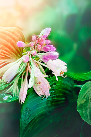 beautiful blooming hosta with white petals. Vertical photo.の写真素材